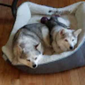 Meet your Posher, Joe